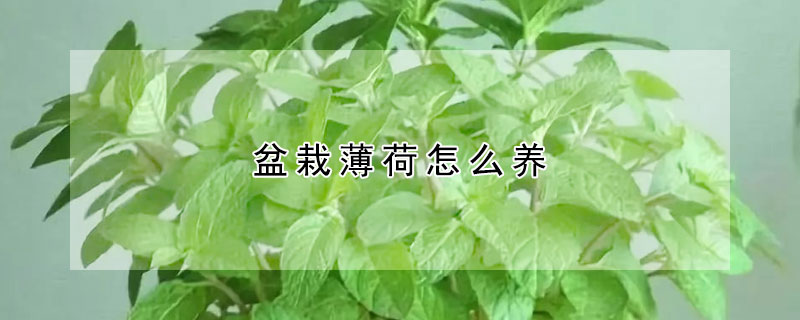 盆栽薄荷怎麼養