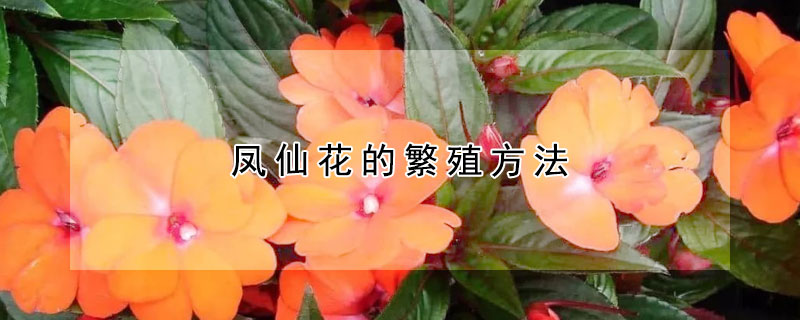 鳳仙花的繁殖方法