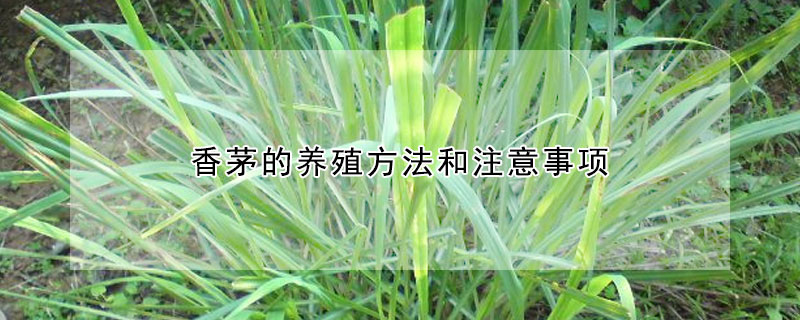 香茅的養殖方法和注意事項