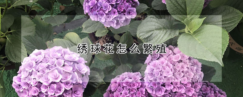 繡球花怎麼繁殖