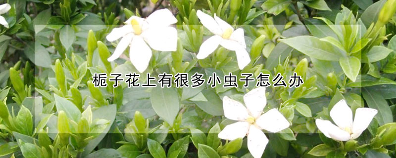 梔子花上有很多小蟲子怎麼辦