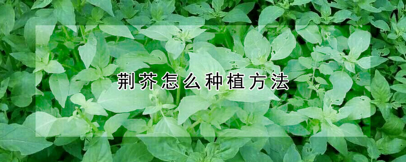 荊芥怎麼種植方法