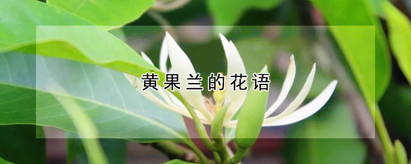 黃果蘭的花語