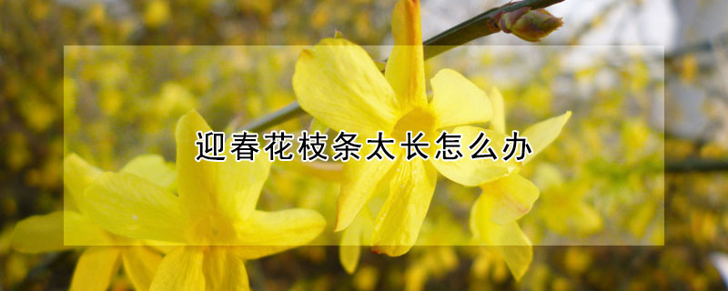 迎春花枝條太長怎麼辦