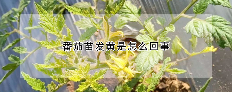 番茄苗發黃是怎麼回事