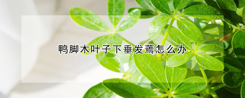 鴨腳木葉子下垂發蔫怎麼辦