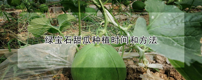 綠寶石甜瓜種植時間和方法