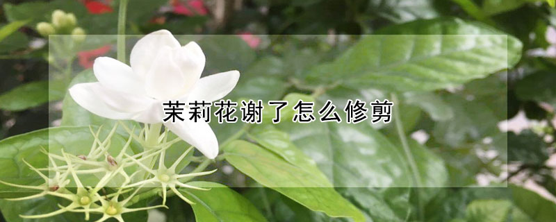 茉莉花謝了怎麼修剪