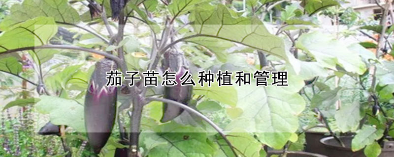 茄子苗怎麼種植和管理