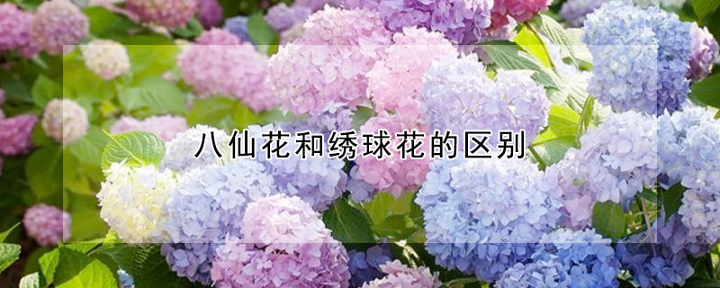 八仙花和繡球花的區別