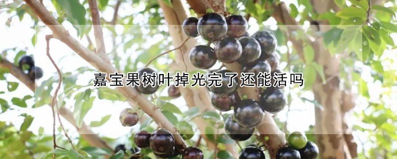 嘉寶果樹葉掉光完了還能活嗎