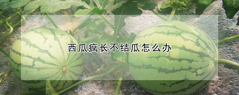 西瓜瘋長不結瓜怎麼辦