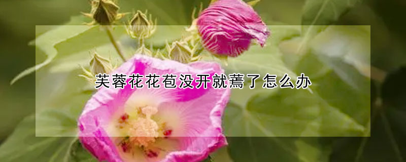 芙蓉花花苞沒開就蔫了怎麼辦