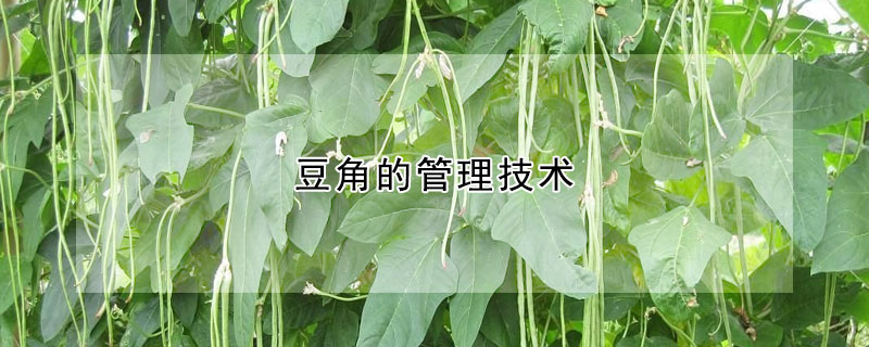 豆角的管理技術