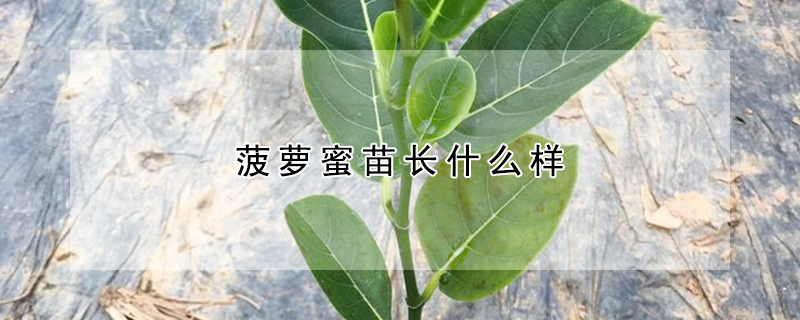 菠蘿蜜苗長什麼樣