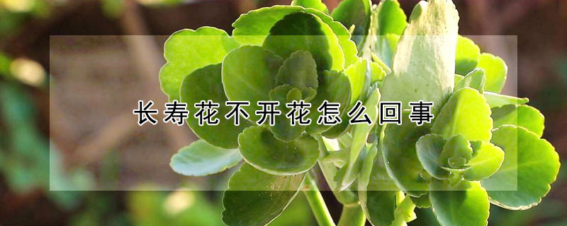 長壽花不開花怎麼回事