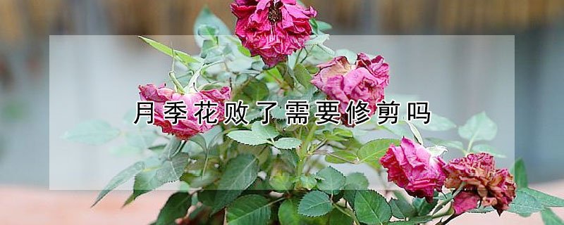 月季花敗了需要修剪嗎