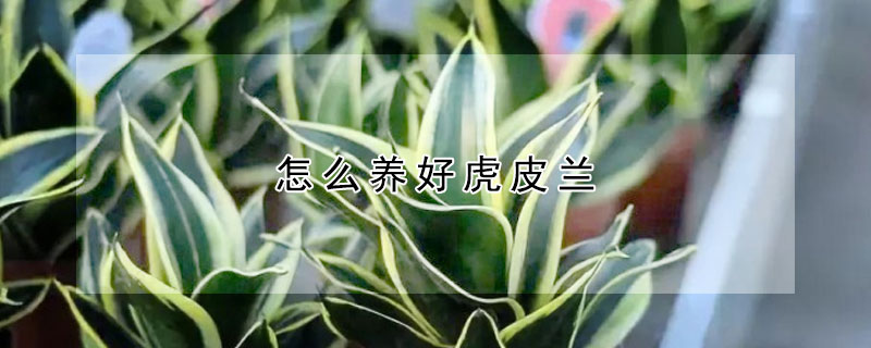 怎麼養好虎皮蘭