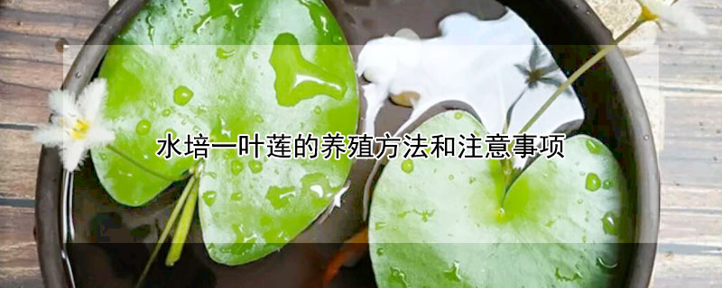 水培一葉蓮的養殖方法和注意事項