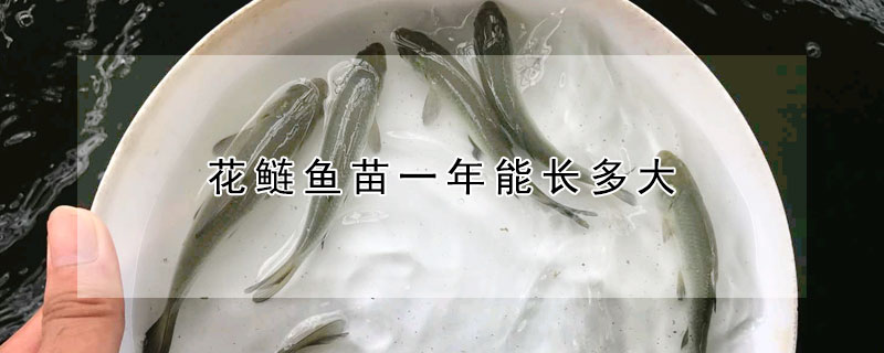 花鰱魚苗一年能長多大