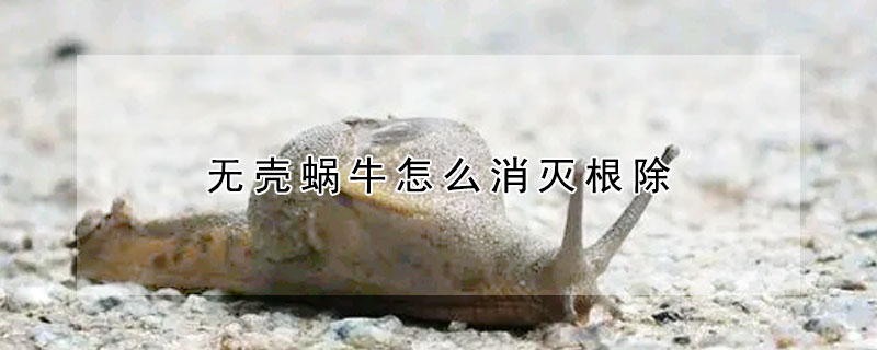 無殼蝸牛怎麼消滅根除