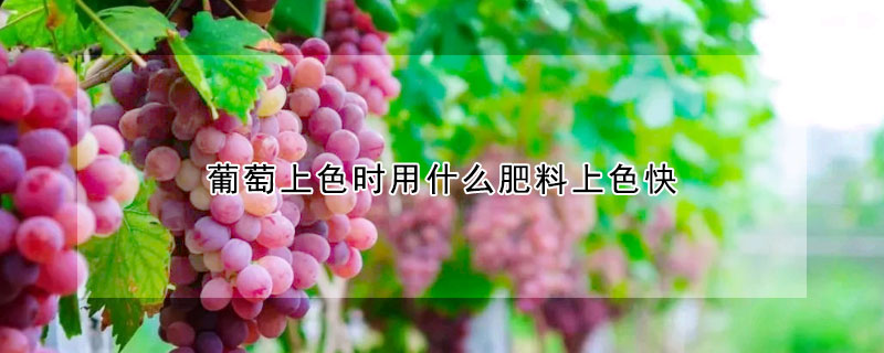 葡萄上色時用什麼肥料上色快