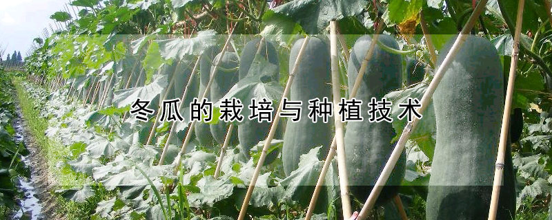 冬瓜的栽培與種植技術