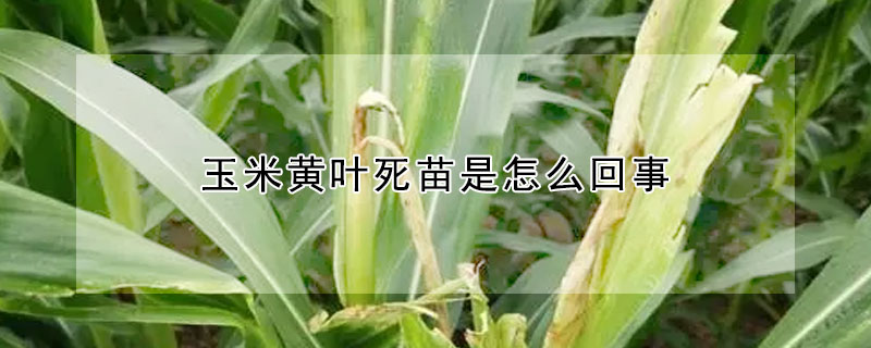 玉米黃葉死苗是怎麼回事