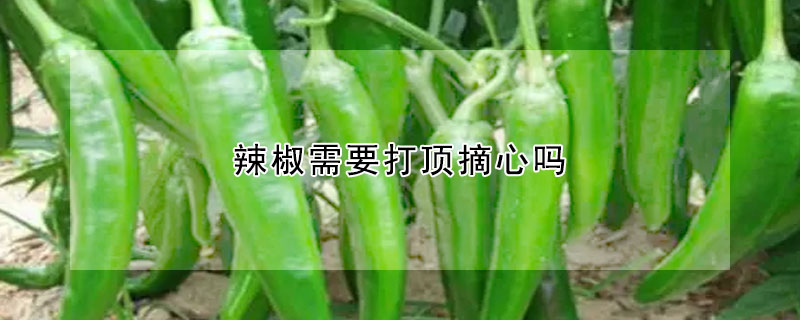 辣椒需要打頂摘心嗎