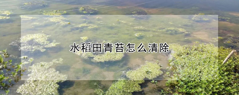 水稻田青苔怎麼清除