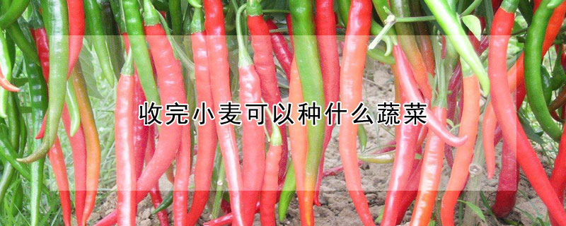 收完小麥可以種什麼蔬菜