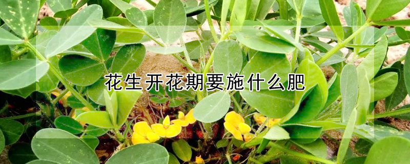 花生開花期要施什麼肥