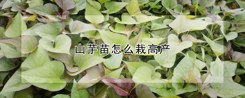 山芋苗怎麼栽高產