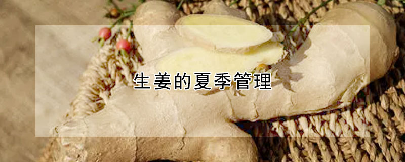 生薑的夏季管理