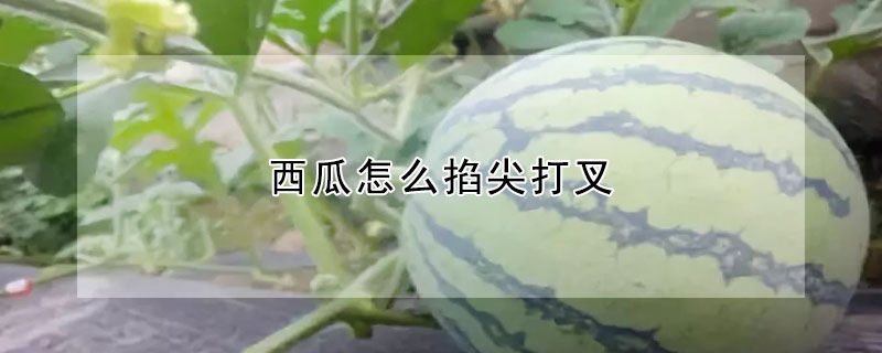 西瓜怎麼掐尖打叉