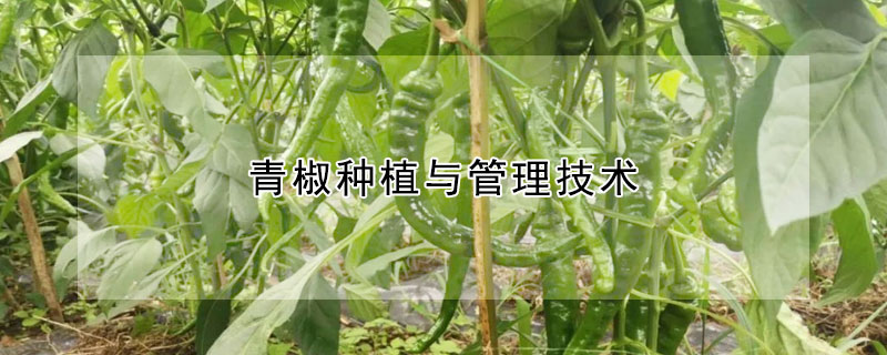 青椒種植與管理技術