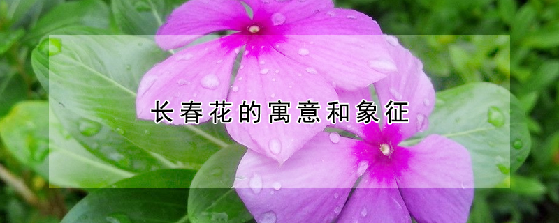 長春花的寓意和象征