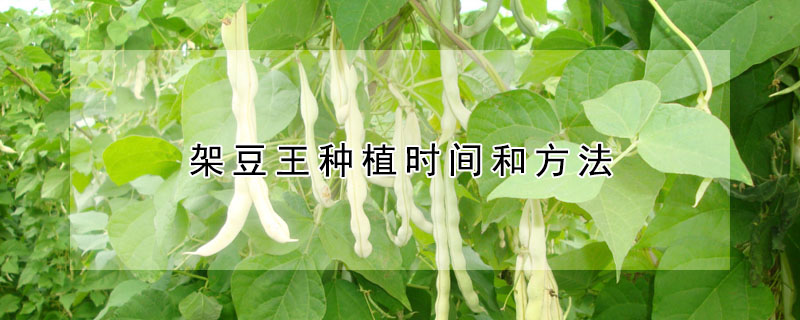 架豆王種植時間和方法