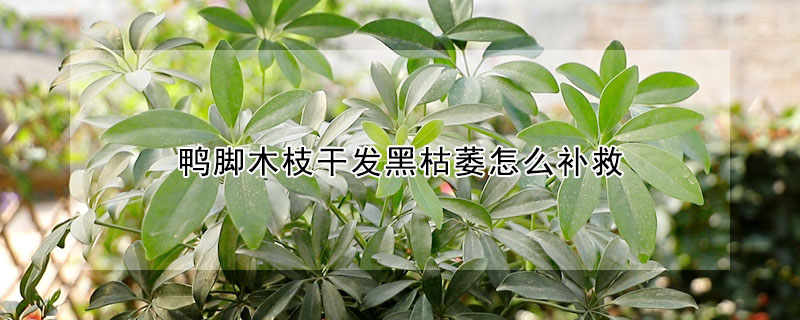 鴨腳木枝幹發黑枯萎怎麼補救