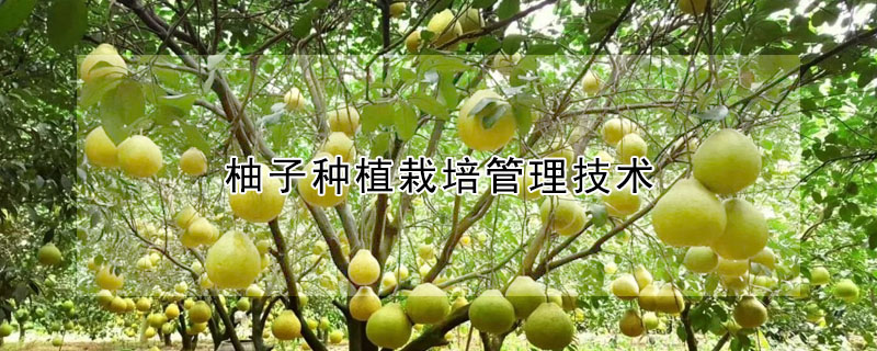 柚子種植栽培管理技術