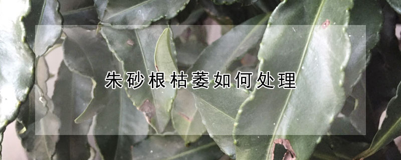 朱砂根枯萎如何處理