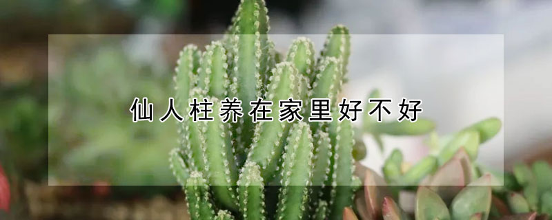 仙人柱養在家裏好不好