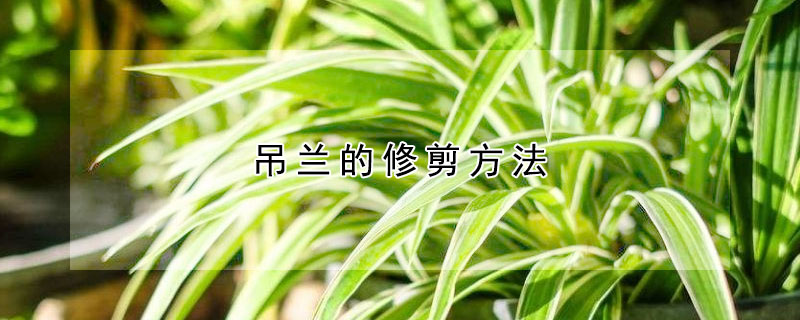 吊蘭的修剪方法