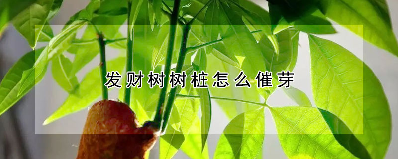 發財樹樹樁怎麼催芽