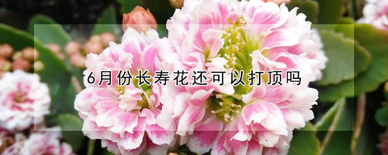 6月份長壽花還可以打頂嗎