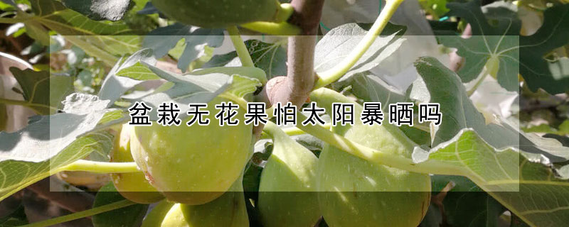 盆栽無花果怕太陽暴曬嗎