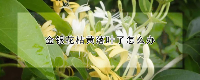 金銀花枯黃落葉了怎麼辦