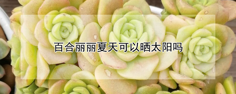 百合麗麗夏天可以曬太陽嗎