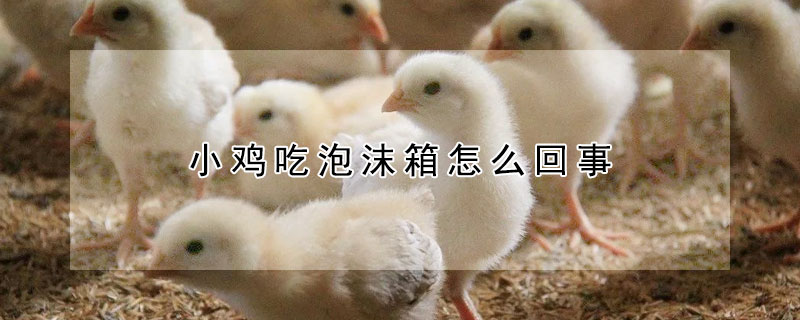 小雞吃泡沫箱怎麼回事