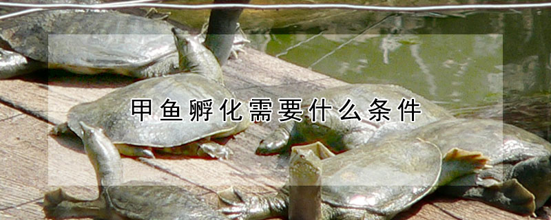 甲魚孵化需要什麼條件